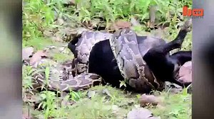 Caught On Camera: Python Devours Goat Whole