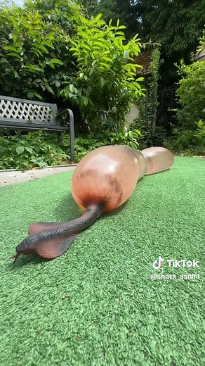 The Intriguing Inflation of Snakes and Fish