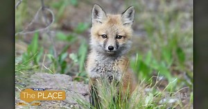 Capturing the perfect nature shot isn't luck, there's a lot of thought before you click your camera