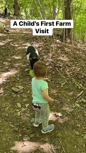 10K views · 381 reactions | The First time seeing Animals | Our Farmacy | Facebook