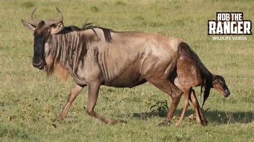 Incredible footage captures a gnu being born live