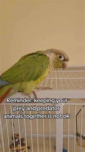 Expert Conure Tricks: Learning to Flip and Spin