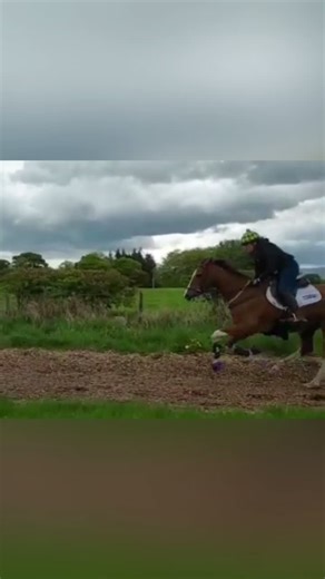 Gallop or Canter? what do you think? #gait #gallop #canter #TB #speedypony #equestrian #stridechallenge