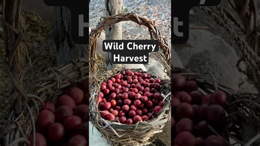 Man survives on berries in the wild 🌲