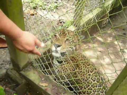 Purring Jaguar - Peru Jungle Preserve