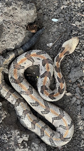 Will Robertson on Instagram: "This was an awesome flip -- 2 canebrakes and a black masked racer under an old mattress. These snakes were likely using the moist mattress as an insulated source of warmth to survive upcoming winter temperatures. For this reason, I left the snakes as is and gently replaced the mattress. #rattlesnake #snakes #louisiana #critters #creatures #animals #reptiles #nature #wildlife #satisfying #fyp"