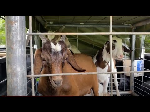 Selecting Our Kiko Replacement Bucks