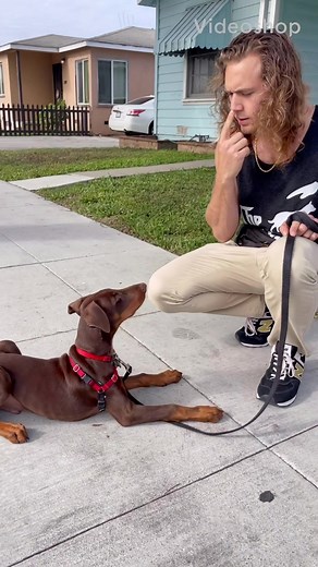 Dog Training Tips for Doberman Puppies | Cute and Effective Methods