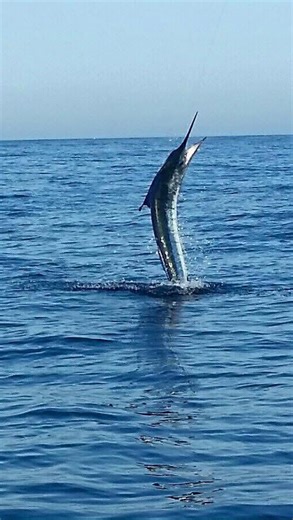 🎣🔥 EPIC MARLIN FISHJNG ALERT! 🔥🎣 Are you ready , monster marlin exploding out of the water off the coast of Cabo San Lucas! 🌊💥 This beast put on an acrobatic show for the books — a high-flying battle that had the entire boat on fire with excitement. 🐟💪 Whether you’re chasing your first billfish or adding to your trophy count, there’s nothing like sportfishing in Cabo! Ready to make your own legendary catch? 👉 Book now at CaboSanLucasCharters.com 🏆 Top-tier boats 🎣 Pro crews 📍 Prime m
