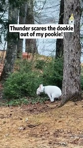 1.2M views · 10K reactions | Dogs are afraid of thunder.藍 Personalized Pet Portrait Necklace https://amzn.to/3YzBv0U #dogsoftiktok #dogs #dogsofinstagram #dog #dogstagram | Pup Army | Facebook