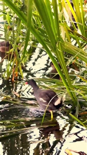 Flock of Water Birds Searching for Food 🐦🌾 | Peaceful Wetland Nature