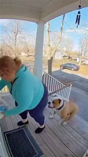 Wait for it #popular #funny #chihuahuafanclub #viral #pets #petlover #dog #monkey #chihuahua #fyp