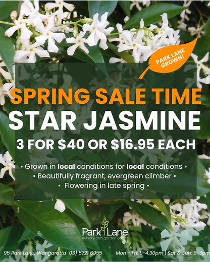  A STAR is born!  Star Jasmine is here! A beautifully fragrant,...