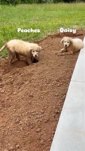 10K reactions · 260 shares | Dirty, happy pups, and a great Dad!! . ....