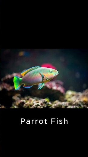 Parrot Fish