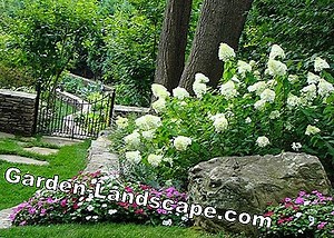 Plants: Tulip tree - plants, care & cut | 2025