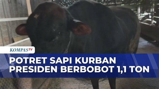 Potret Sapi Kurban Presiden Prabowo Berbobot 1,1 Ton, Dipilih dari Peternak di Blora | KOMPAS SIANG