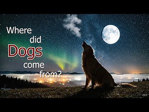 Where Dogs Come From? The Origin Story
