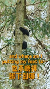 See how baby panda tests the limits and summits the treetop 🤣😍 為了看雪景，熊貓寶寶有多拼 🤣🥰 —————————————————— We are here to tell Chinese stories 🙏Read more China information at link in @focuschinawithlove #panda #pandas #pandalove #pandabear #pandalover #pandalovers #panda #pandalovers #pandas #pandabear #babypanda #パンダ #desiigner #giantpanda #kungfupanda #zootopia #pandaworld #lovely #cute #pandaworld #cutepanda #focuschinawithlove #China #chengdu #chengducity #chengduchina #chengdulife #chengdupand