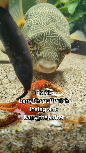 Mouthwatering Pufferfish Mukbang with Barry the Big Boy | ASMR Aquarium Treats