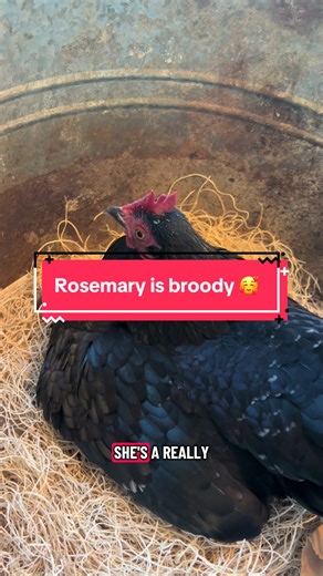 Will Rosemary Hatch Her Eggs? Broody Hen Update