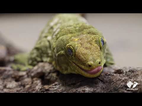 Wild Facts - Plop, The New Caledonia Giant Gecko