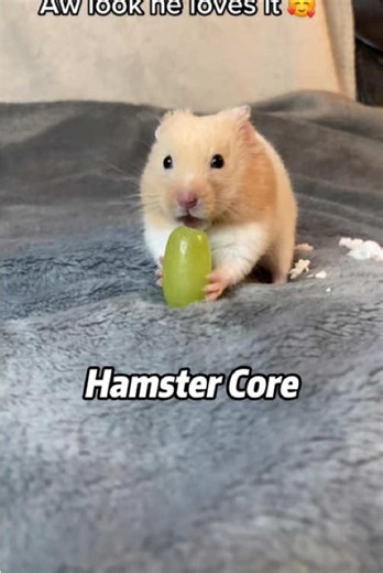 Tiny Hamster Adventures: Drama Unleashed