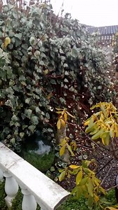 Work were doing today the 16th of March designing this whole garden with new flags we will put this job up tomorrow when it's done | JP Paving and Landscaping