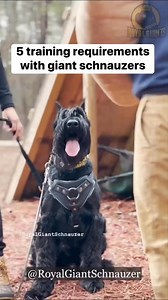 Working Royal Giant Schnauzers aren’t your average dogs. 🐾 They’re built for obedience, discipline, and performance in search & rescue, security, and military work. Train them right, and they’ll never let you down 🔥 @topfans | Giant Schnauzers Of IG