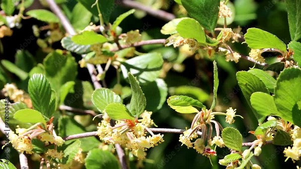 Island Mountain Mahogany, Cercocarpus Betuloides Variety Blancheae, a charismatic native arborescent shrub displaying cymose cluster inflorescences during Spring in the Santa Monica Mountains.