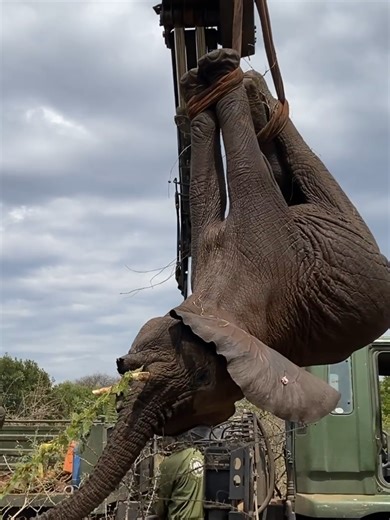 Wildlife doesn’t have a voice, but we do! Every day, wildlife faces growing threats, and today we call on you to support conservation efforts that protect wild animals, preserve their habitats, and safeguard Kenya’s rich natural heritage. Stand with us. Be the voice wildlife needs. Your support will help keep the wild truly wild, ensuring it thrives for generations to come. To donate, please visit 👉 https://kwspay.ecitizen.go.ke/donate Karibu, Tutunze Pamoja! #SupportWildlifeConservation #Tunza