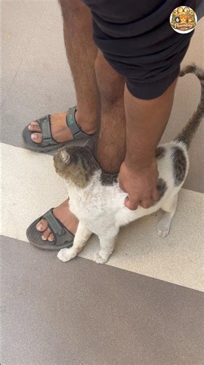 Pet Me. That’s the Only Rule 🐱 #mumbaicats #cat