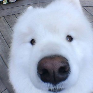 8.6K views · 660 reactions | When you’re on a first date and not sure if she’s expecting a kiss or a hug  #awkward #firstdate #boopmynose #samoyed #iceshoob | Ryder The Samoyed | Facebook