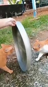 17K views · 409 reactions | Cat vs knife  | Mr Abdihafid | Facebook