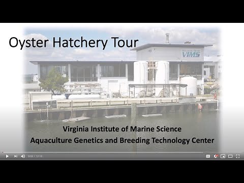 Tour the VIMS Oyster Hatchery!