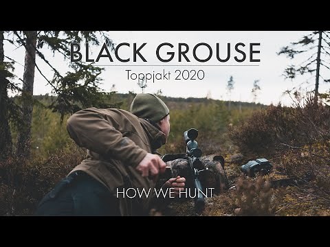 BLACK GROUSE HUNTING IN SWEDEN (TOPPJAKT) - HOW WE HUNT