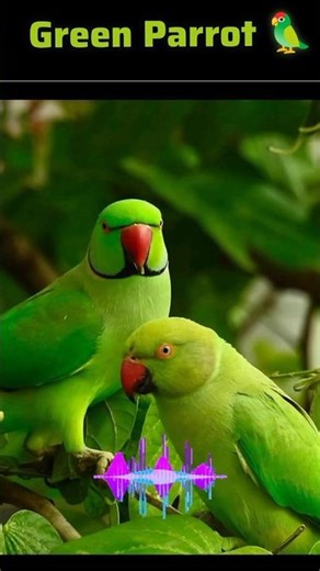 Parrot - Chatter and Squawk Sound | ‪@SoundSafari-SS‬ #sound #parrotsound #short