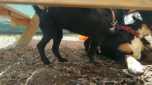 Winston, Mischa, and Telluride | Noble Beast Dog Training | Facebook