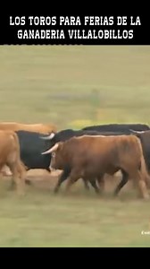 35K views · 1K reactions | LOS TOROS PARA FERIAS DE LA GANADERIA...
