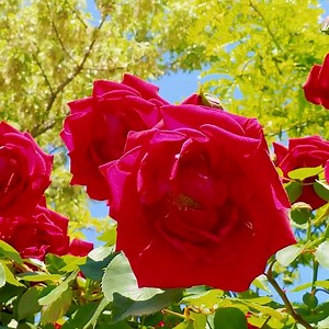 Super Beautiful Flower Garden!!!😍😍 | Amazing Land