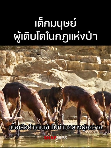 The Jungle Book: ความสนุกในโลกของงู