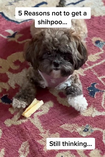 Why Shihpoo Puppies Make the Best Shih Tzus: Our Experience