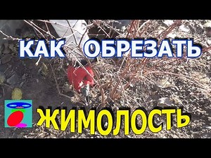 Honeysuckle pruning. How to prune honeysuckle.