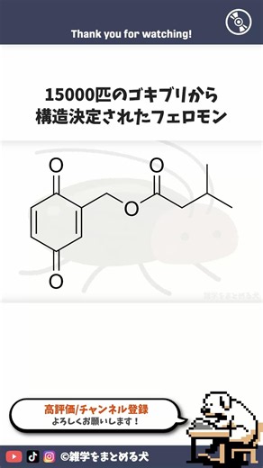 ゴキブリのフェロモン #雑学 #まとめる犬