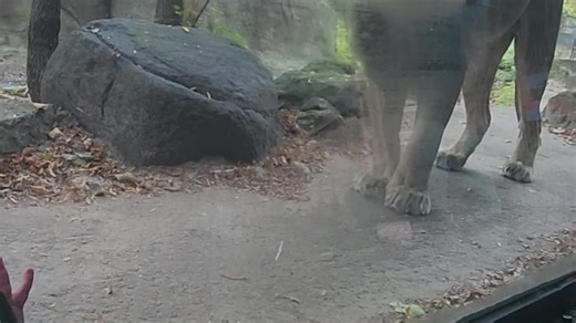 Lion Chuffs Make Great Beat For Dancing Toddler