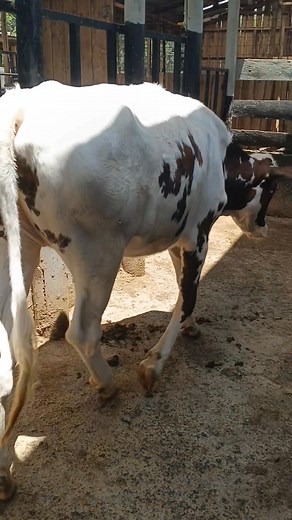 1.3K views · 11 reactions | +254736343039/ 0736343039 ~ Are you...