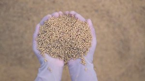 Chemical Fertilizer Diammonium Phosphate Dap Farmer Stock Footage Video (100% Royalty-free) 1020013006 | Shutterstock
