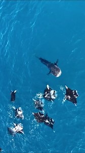 Another amazing day at Hanifaru! 🌊✨ | Biosphere Reserve Maldives.Baa Atoll