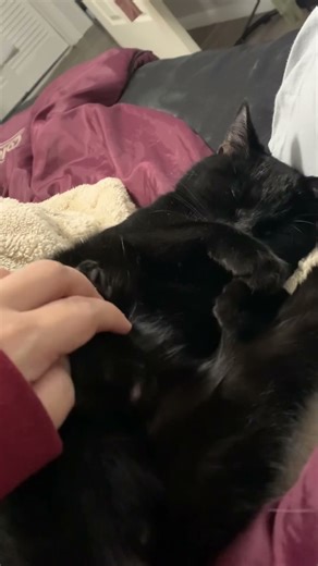 tickle My Belly | needy kitty 🐈‍⬛ abby got a bath 🐾