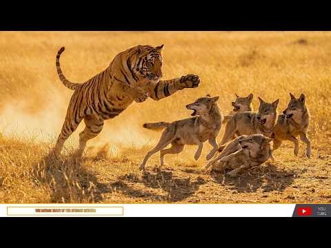 The African Savanna Across Seasons: Rain, Drought, and Renewal